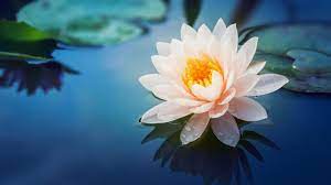 Lotus Çiçeğinin Anlamı Nedir? 1 Lotus Çiçeğinin Anlamı Nedir?