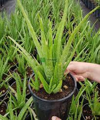 Aloe Vera Nedir? 1 Aloe Vera Nedir?