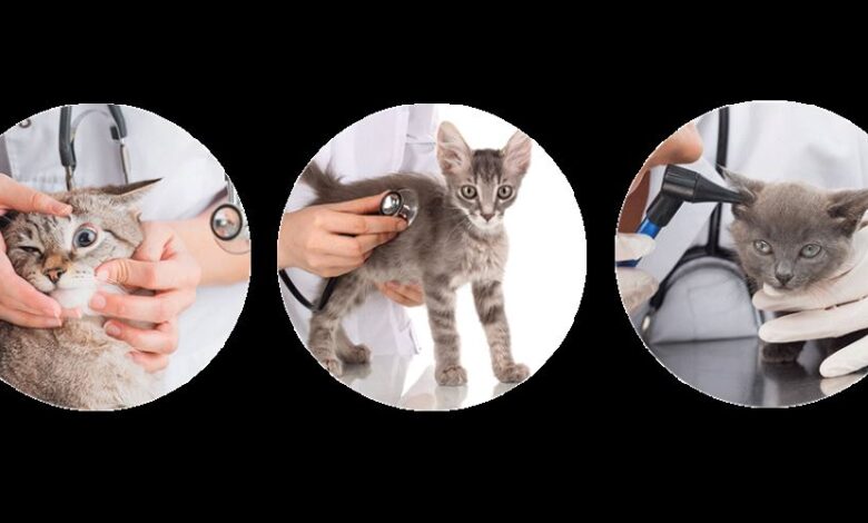 kedilerde sik gorulen hastaliklar 1